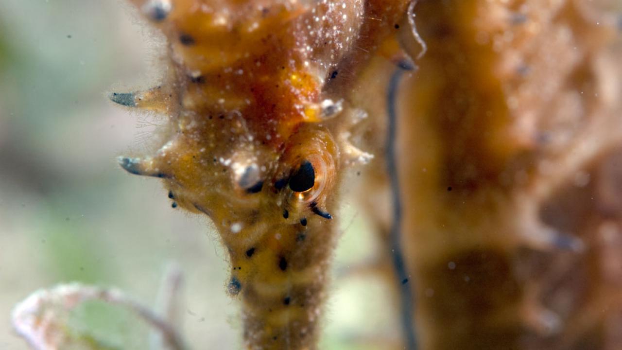 Sea Horse