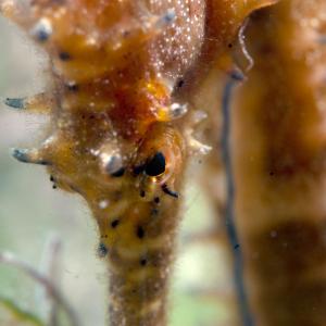 Sea Horse